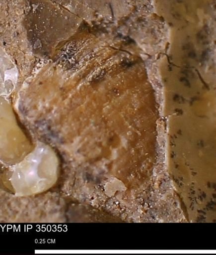 undet. Bivalvia
