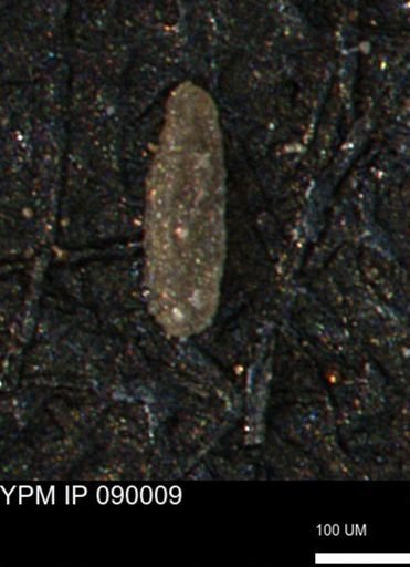 Miliammina ischnia