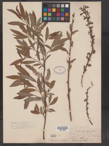Salix rigida
