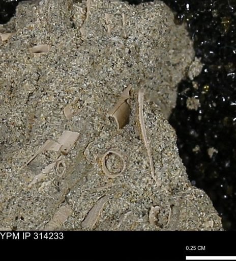 undet. Scaphopoda