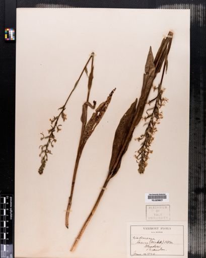 Habenaria