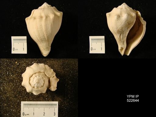 Melongena sp.