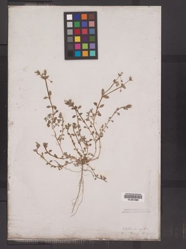 Stellaria media