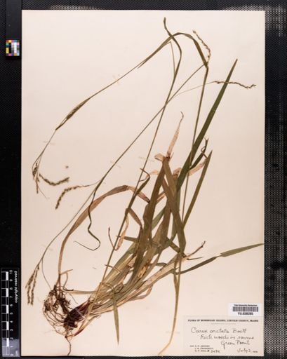 Carex arctata