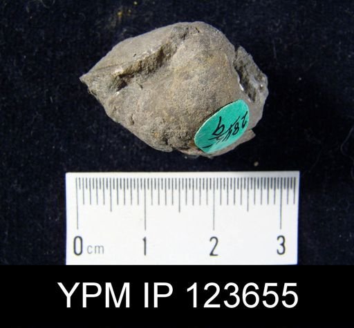 undet. Brachiopoda
