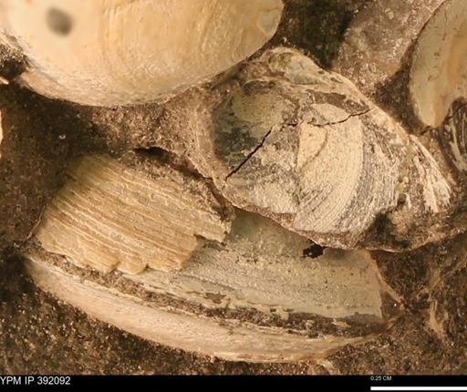 undet. Bivalvia