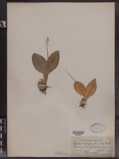 Liparis liliifolia