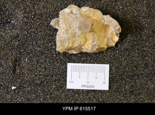 Inoceramus sp.