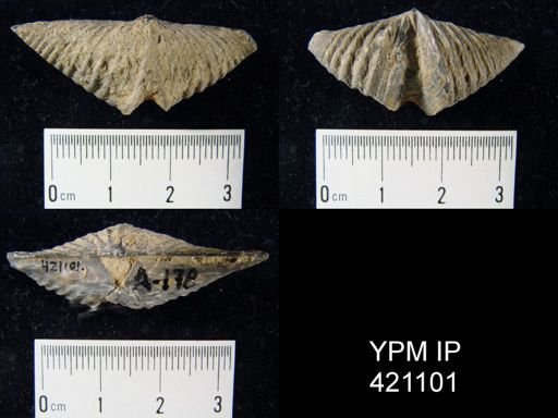 Alatiformia sp.