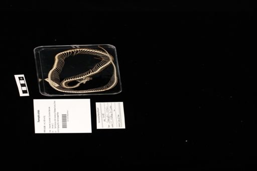 Thamnophis sirtalis
