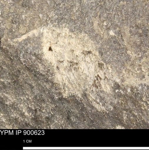 undet. Mollusca