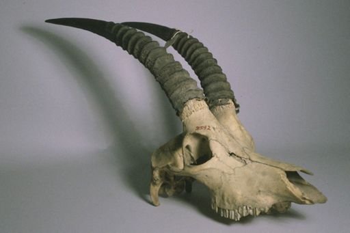 Hippotragus equinus