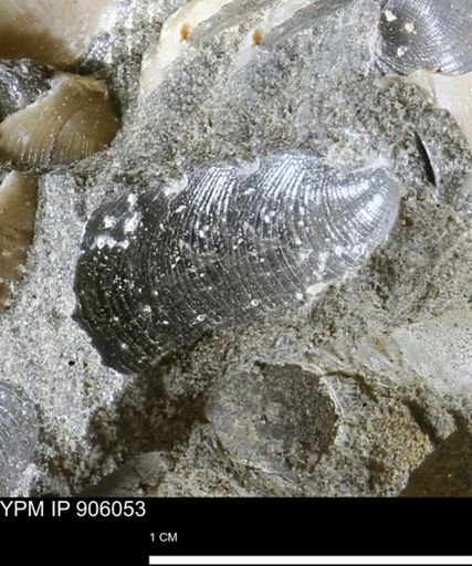 Limopsis striatopunctatus