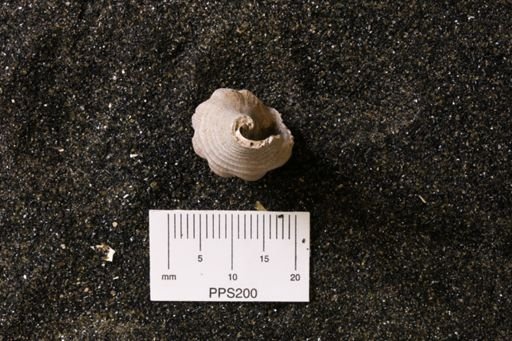 Volutoderma protracta