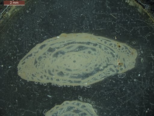 Pseudoschwagerina texana
