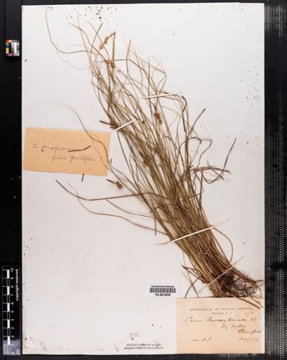 Carex pensylvanica