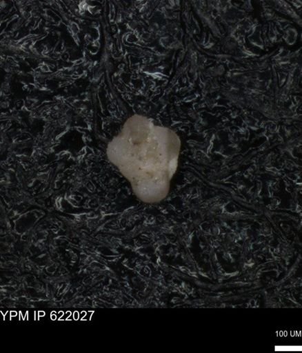undet. Rugoglobigerinidae