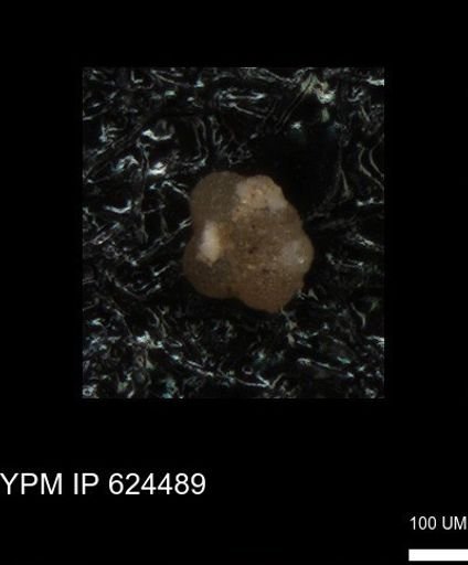 undet. Foraminiferida