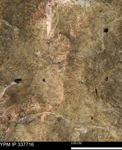 undet. Mollusca