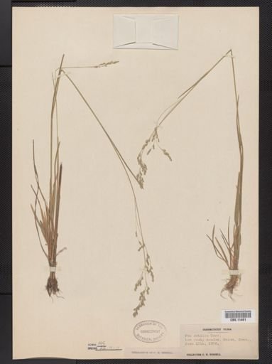 Poa languida
