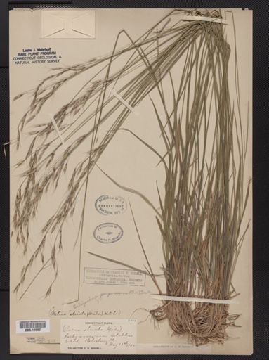 Schizachne purpurascens