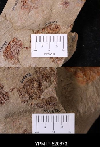 undet. Asterozoa