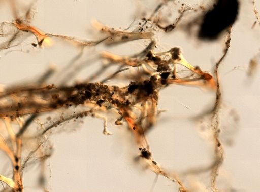 Ircinia campana