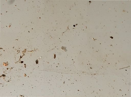 Bacillariophyceae