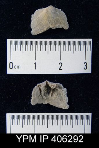 undet. Orthida