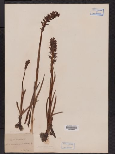 Orchis
