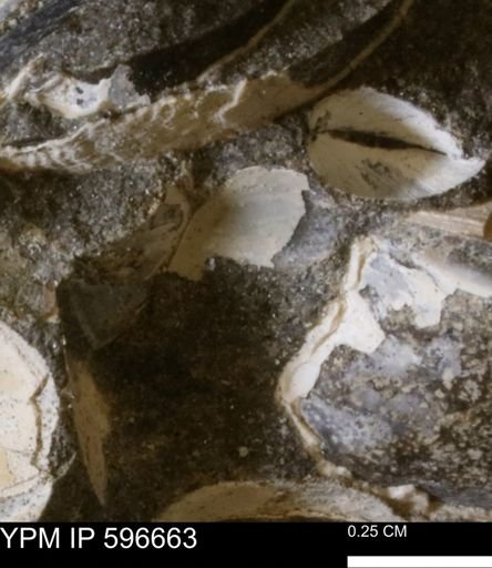 Protocardia sp.