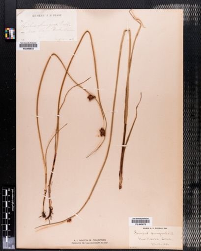 Scirpus americanus
