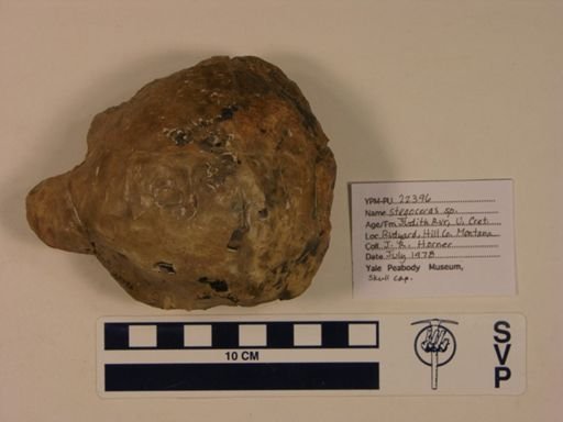 Stegoceras sp.
