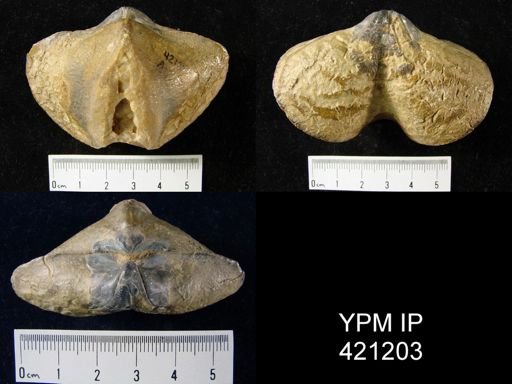 Rhenothyris sp.