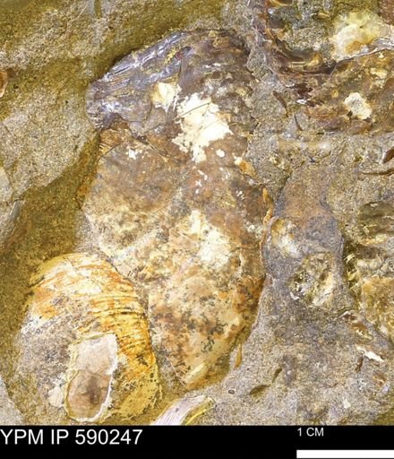 undet. Ammonoidea