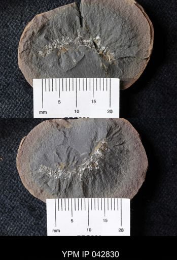 Palaeocampa anthrax