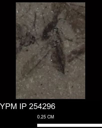 Hymenoptera?
