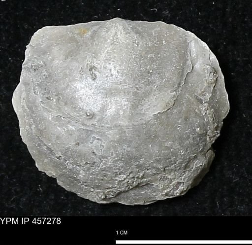 Pholidostrophia iowaensis