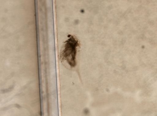 Daphnia pulex