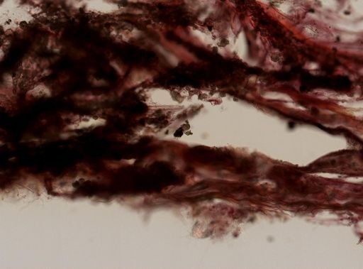 Ircinia sp.