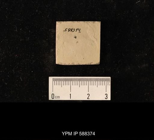 undet. Diptera