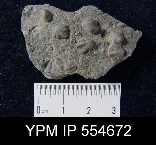 Hyattidina congesta junea