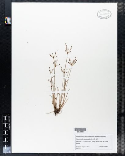 Fimbristylis autumnalis
