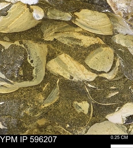 Limopsis striatopunctatus