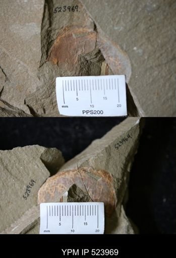 undet. Arthropoda