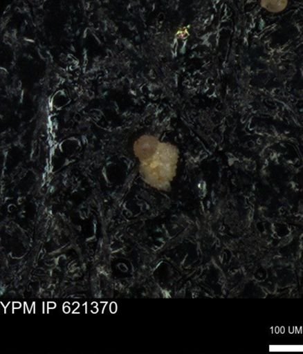 undet. Foraminiferida