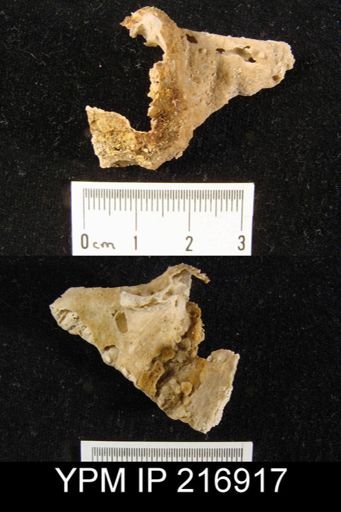 undet. Brachiopoda