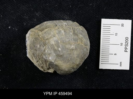 Linoproductus nr. prattenianus
