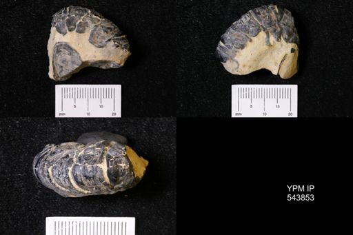 Pleocyemata