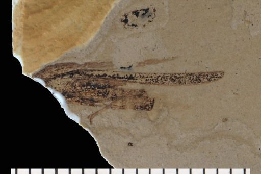 Caelifera